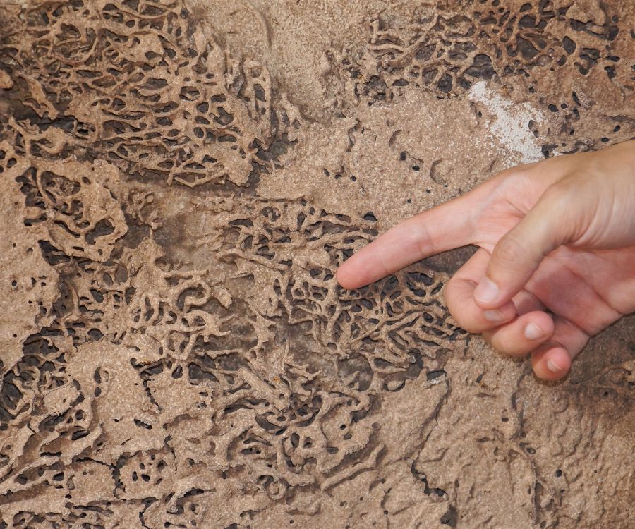 termite inspection (1)